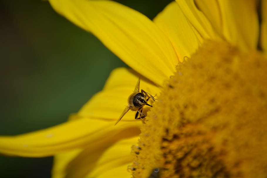 sun flower, yellow, wasp, close, yellow flower, invertebrate HD wallpaper
