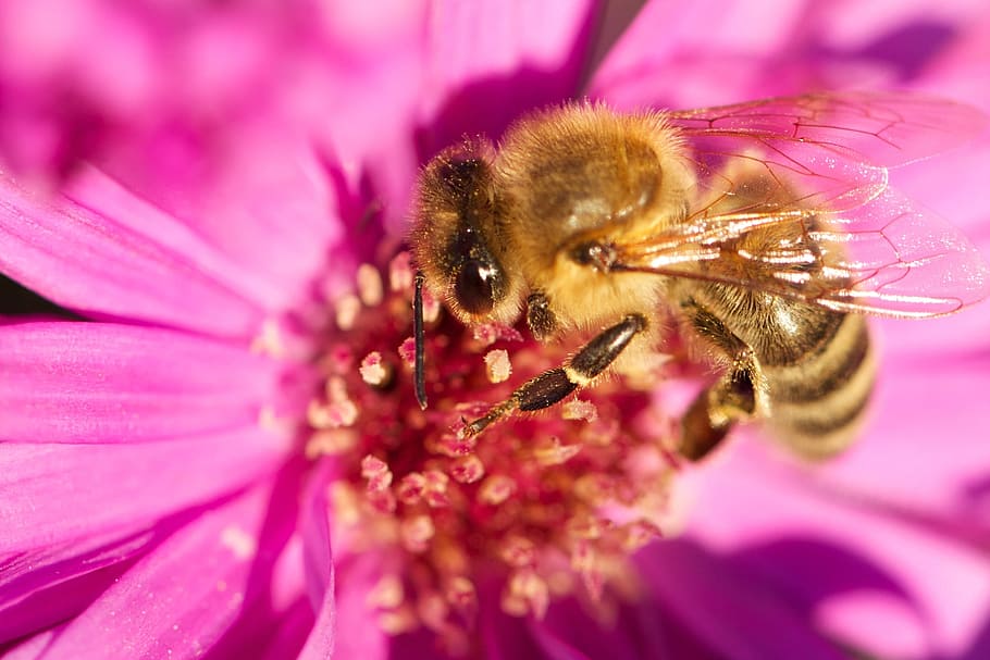 bee, insect, flower, plant, bloom, blossom, honey, nature, outside HD wallpaper