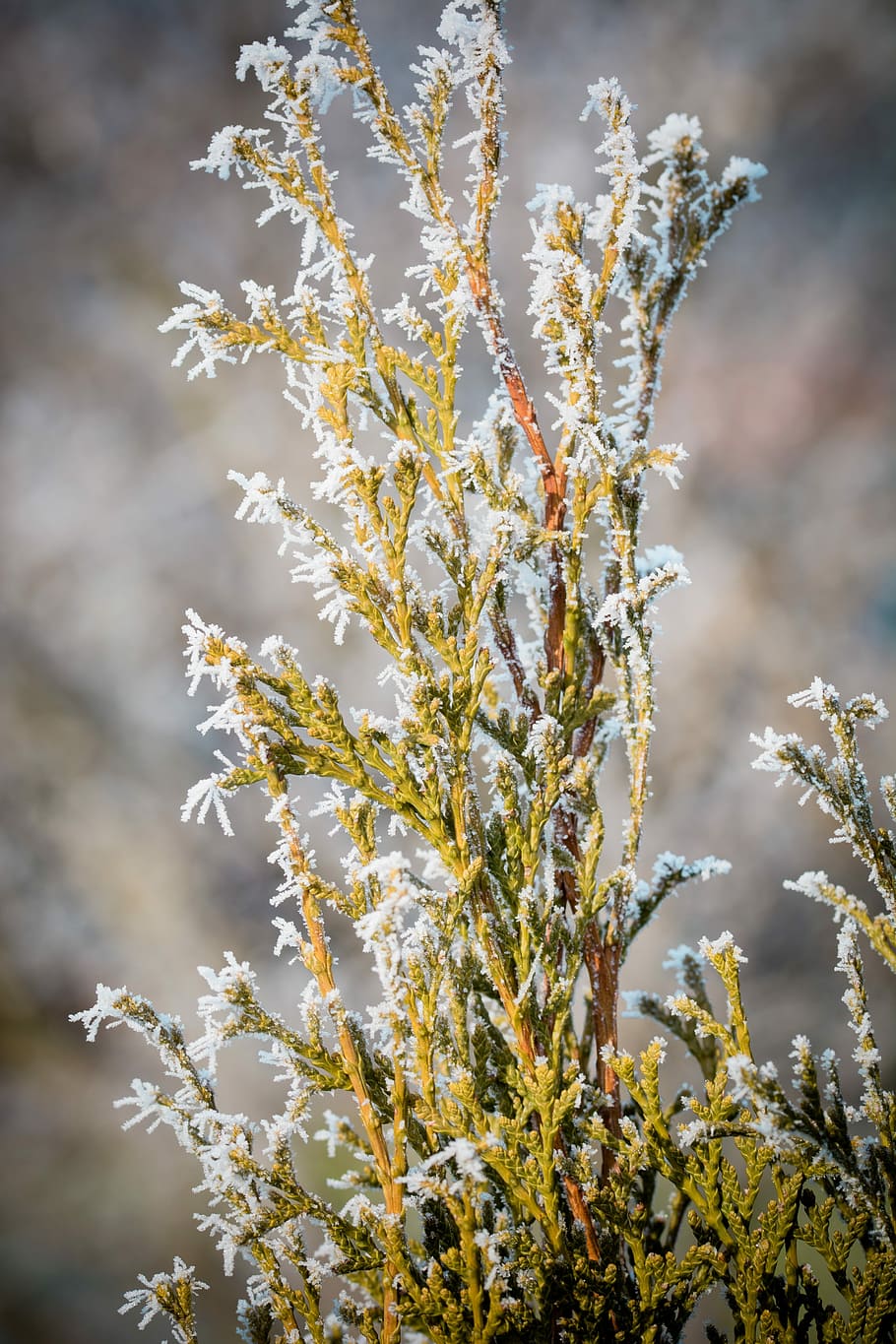 Conifers, Frost, Ice, Ripe, Frozen, eiskristalle, softwood, HD wallpaper