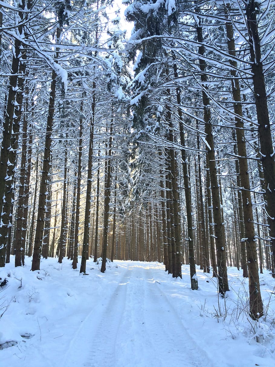 forest trees during daytime, forest path, winter, snow, forest road HD wallpaper