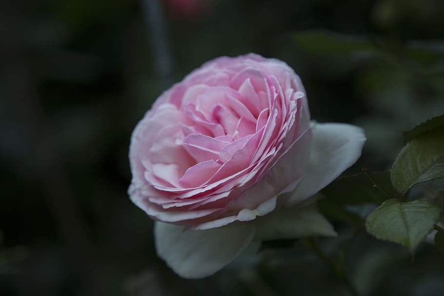 flower, rosa, garden, flowering plant, beauty in nature, pink color HD wallpaper