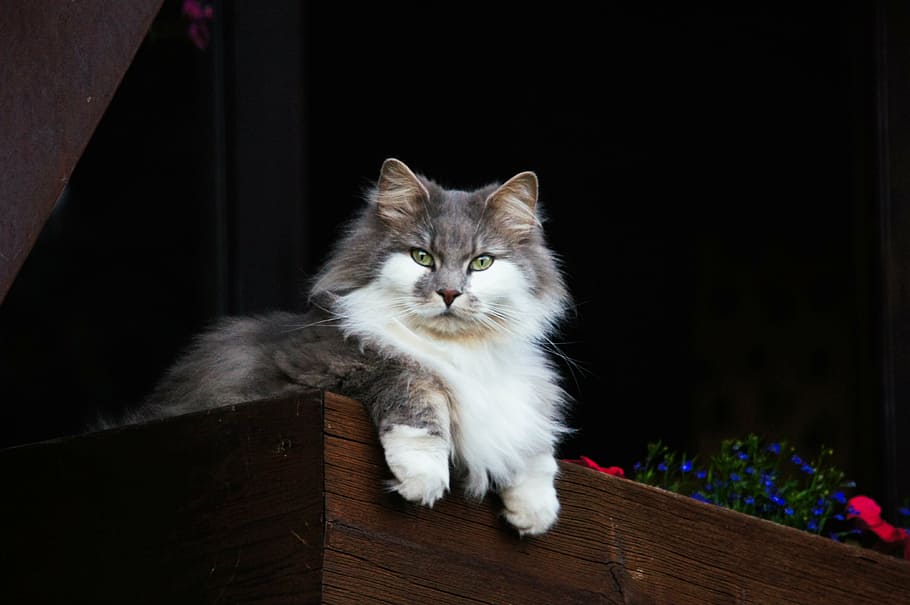 white and gray mainecoon cat, animals, nature, guard, ausschau, HD wallpaper