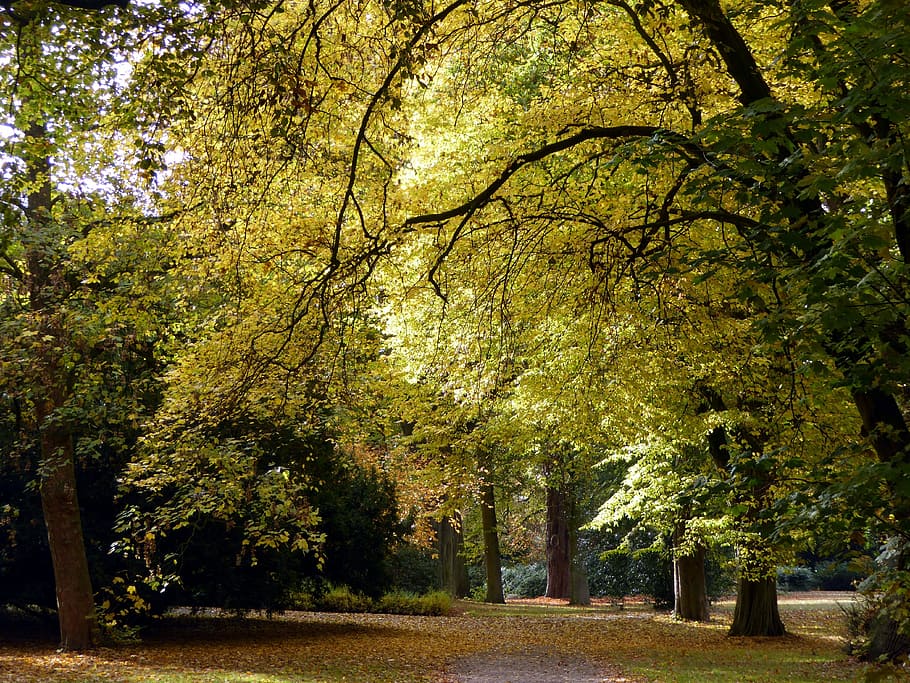 Autumn, Leaves, Trees, golden autumn, golden october, autumn forest, HD wallpaper