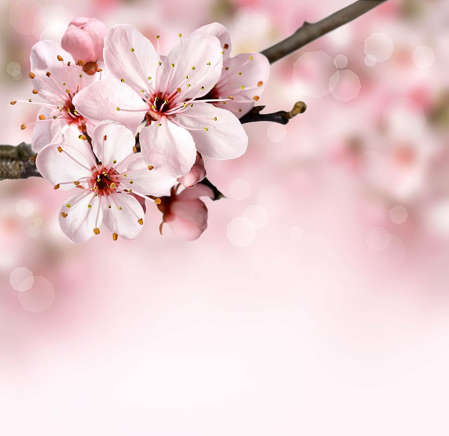 background, bloom, blossom, bokeh, branch, flora, floral, flower HD wallpaper
