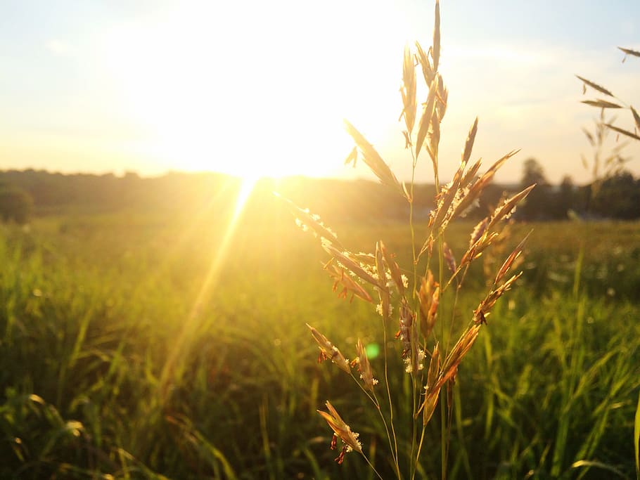 focus photo of whey grain during golden hour, grass, plant HD wallpaper