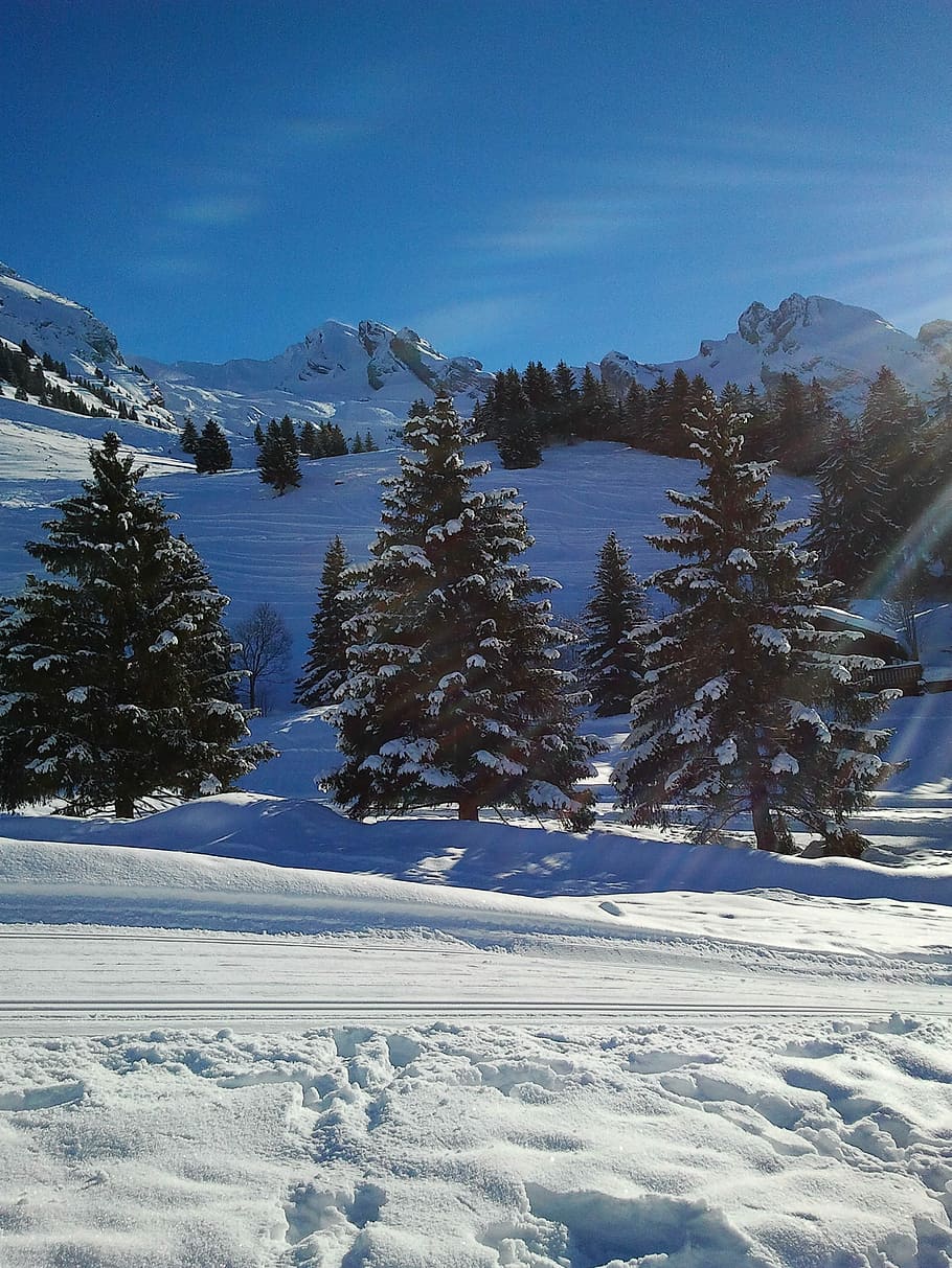 Mountain, Snow, Winter, nature, landscape, outdoors, forest HD wallpaper
