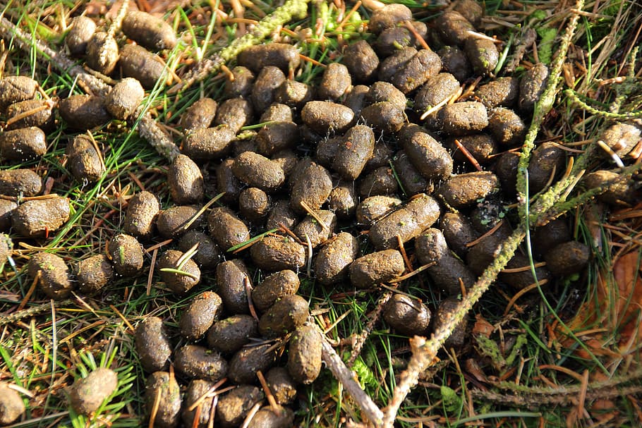 solution, dung, excrement, forest, forest floor, animals, no people HD wallpaper