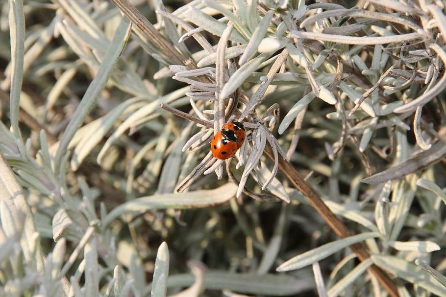 lavender, ladybug, spring, pairing, insect, nature, macro, blossom HD wallpaper