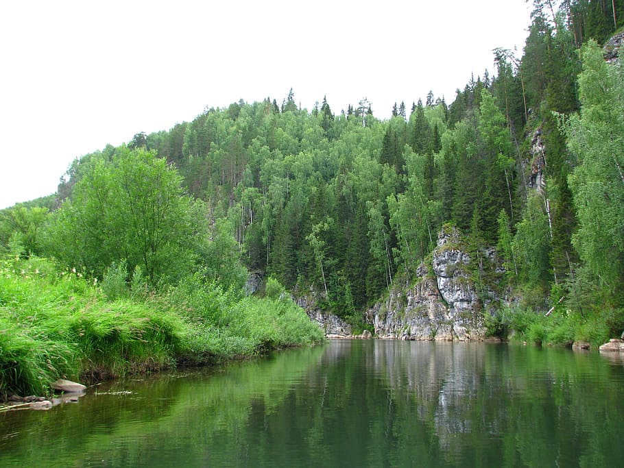 forest, nature, summer, landscape, green, beauty, vacation HD wallpaper