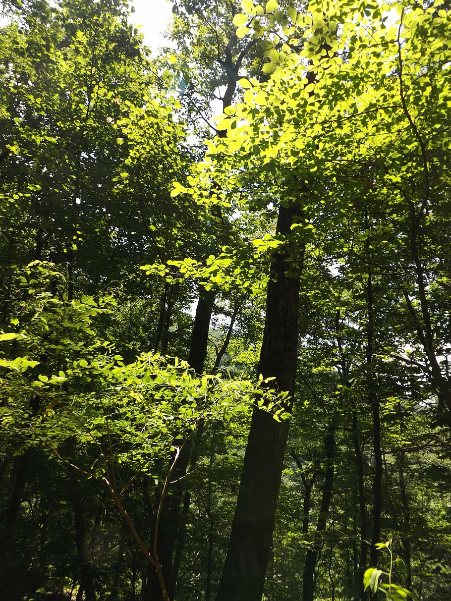 sunlight, trees, nature, summer, green, outdoor, sunny, landscape background HD wallpaper