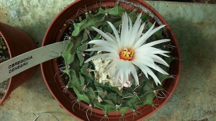 cactus, flower, thorns, flora, nature, obregonia, plant, flowering plant HD wallpaper
