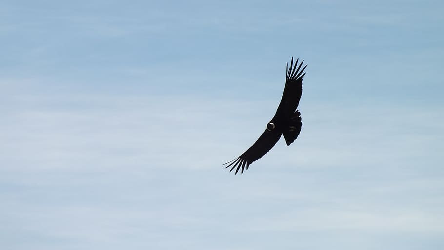 bird flying on sky, condor, peru, clouds, landscape, dom, flight HD wallpaper