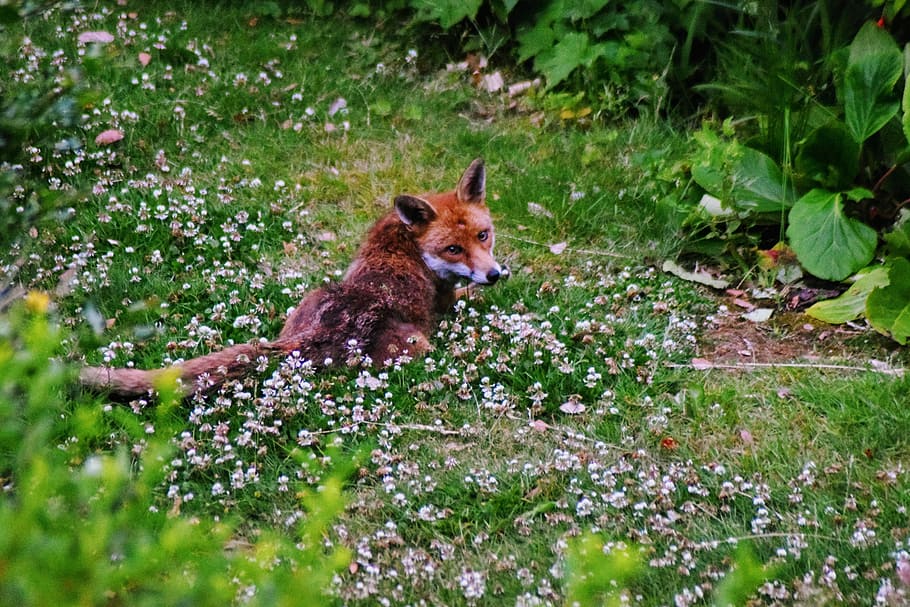 Urban Fox, London, Nature, wildlife, hunting, cute, fur, furry, HD wallpaper