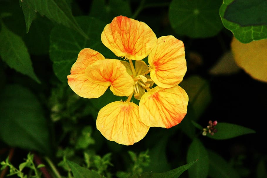 Flower, Yellow, Spring, Blossom, summer, bright, petals, colorful HD wallpaper