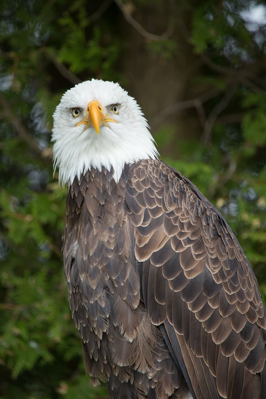 eagle, nature, bird, predator, bald, raptor, eagle - Bird, bald Eagle HD wallpaper