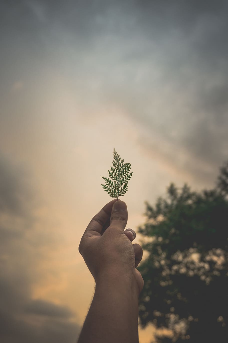 dawn, sky, sunset, person, blur, clouds, hand, leaf, low angle shot HD wallpaper