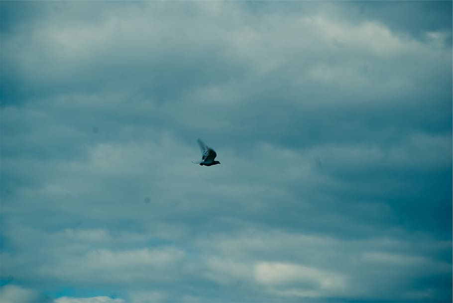 blue, sky, bird, flying, cloud - sky, animal themes, one animal HD wallpaper