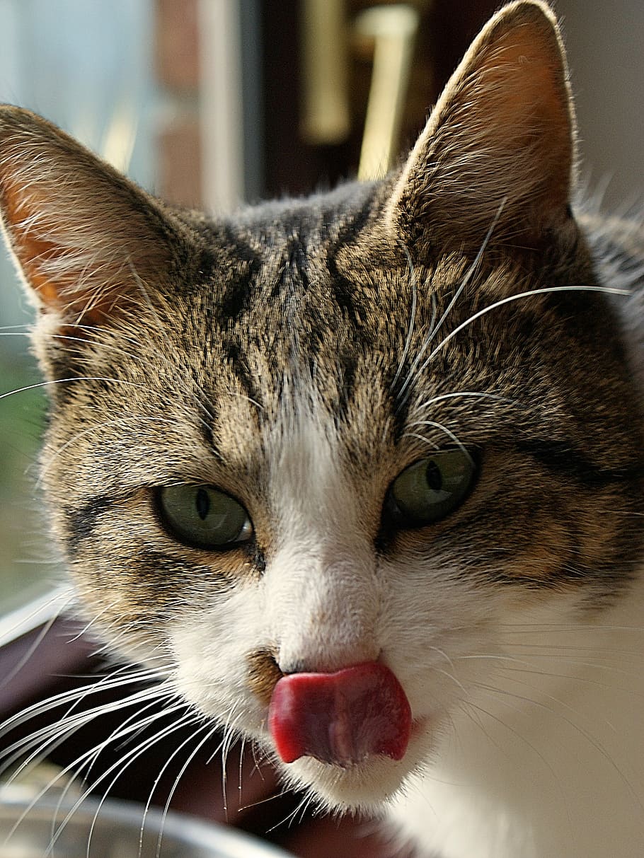 Cat, Portrait, Cute, Face, Tongue, cat face, animals, cats HD wallpaper