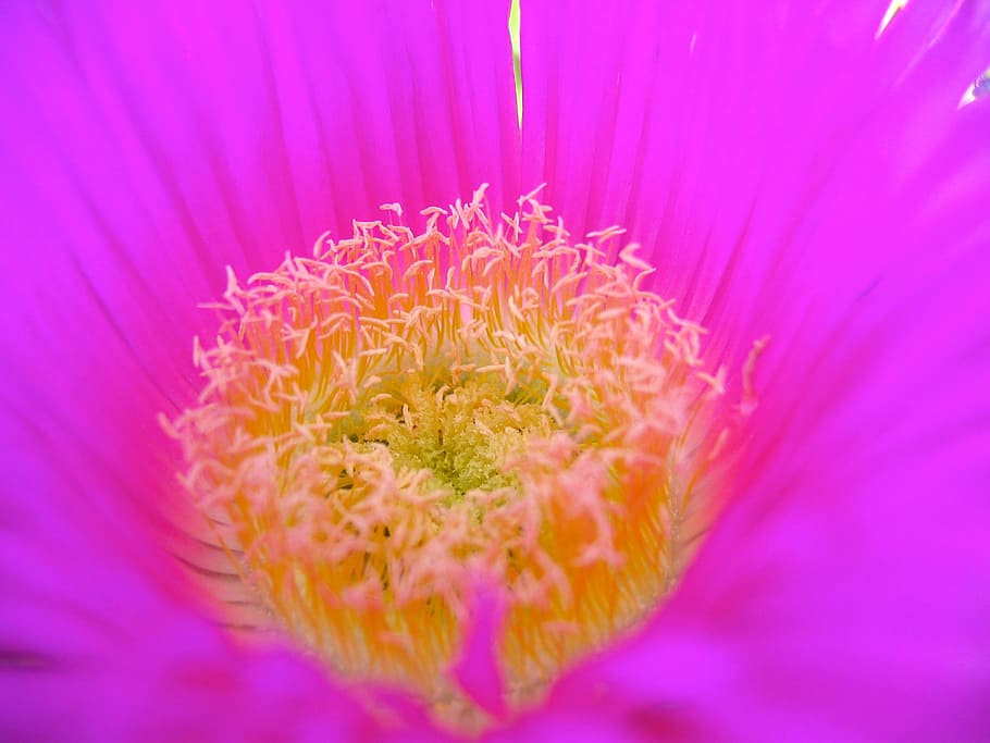 flowers, flora, spring, creeping, purple, flowering plant, pink color HD wallpaper