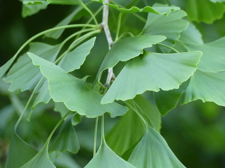 ginkgo, leaves, ginkgo tree, ginkgo leaf, plant, nature, green, HD wallpaper