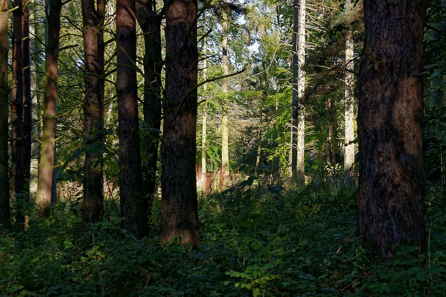 forest, woods, trees, nature, forest landscape, forest trees HD wallpaper