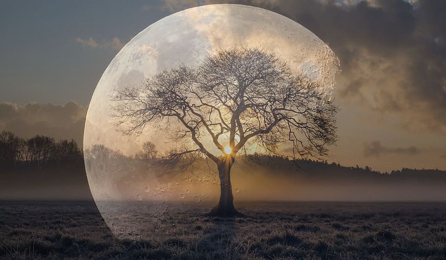 bare tree and moon hologram poster, Moon, Tree, Atmosphere HD wallpaper