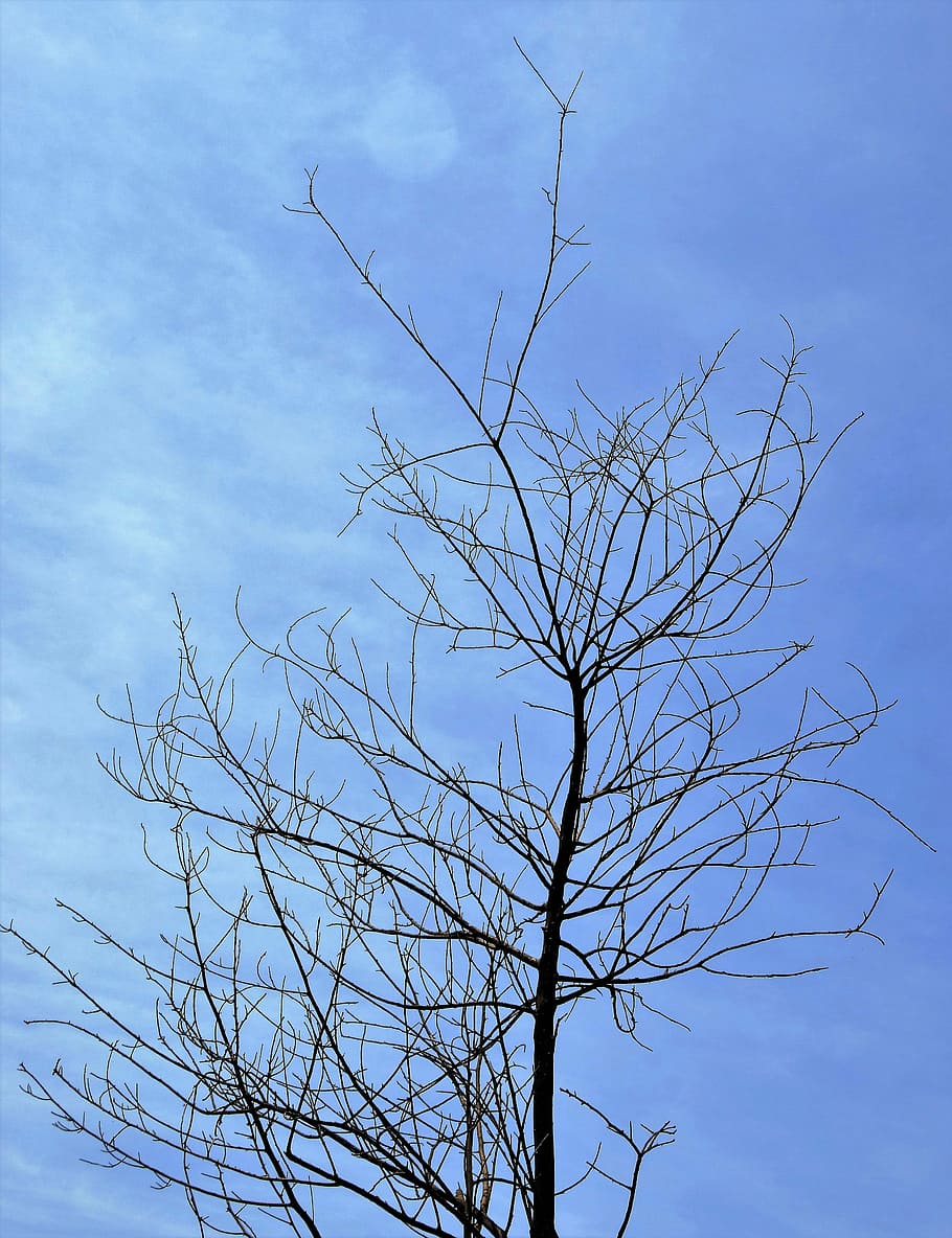 Twigs, Dry Tree, dry twigs, burned tree, bare tree, no people HD wallpaper