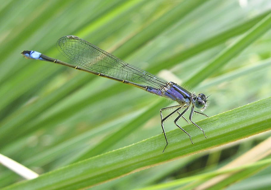 dragonfly, blue, nature, insect, pond, wildlife photography HD wallpaper