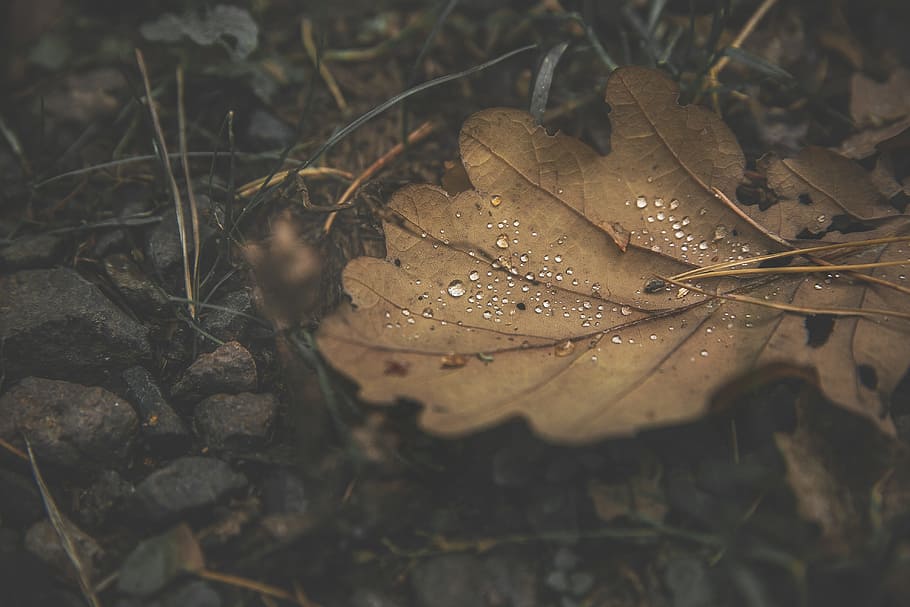 forest, leaf, drip, autumn, leaves, nature, plant, of course HD wallpaper