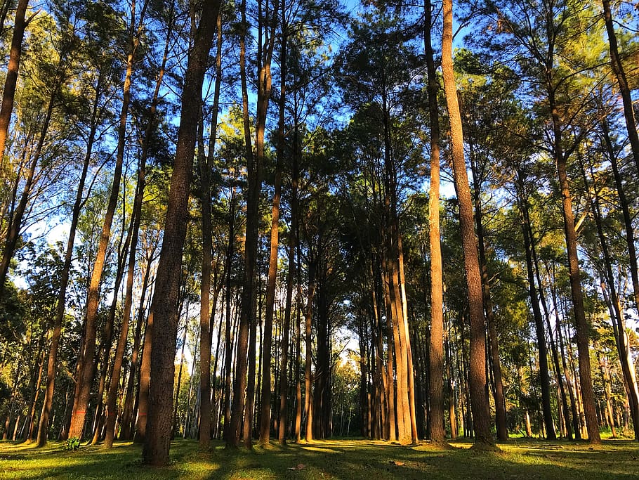 pine, pine tree, pa, nature, the landscape, pine forest, wood HD wallpaper