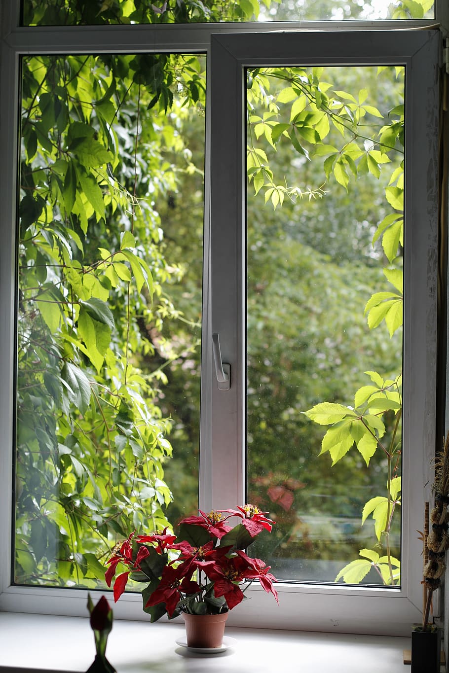 plant on porch, window, green, shutter, ivy, shine through HD wallpaper