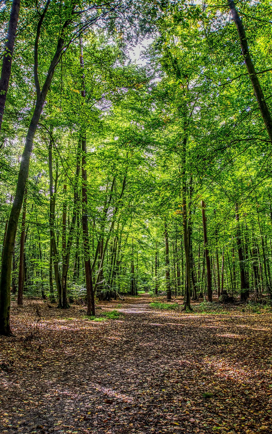 forest, forest path, leaves, tree, green, landscape, nature HD wallpaper