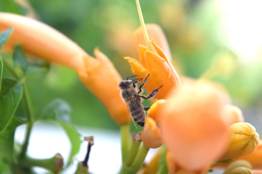 Bee, Flower, Sun, Spring, Nature, Green, garden, yellow, honey HD wallpaper