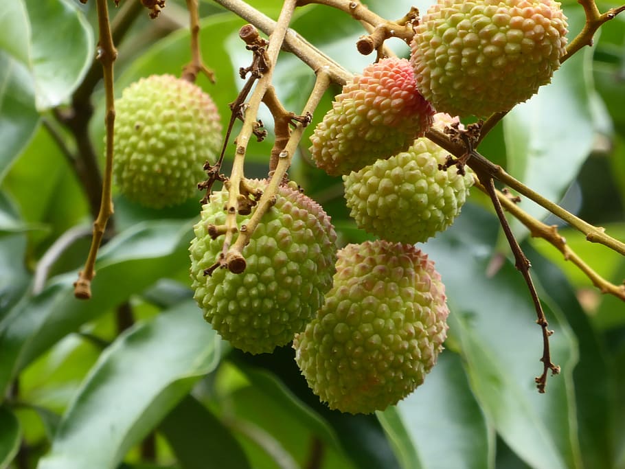lychees, fruit, green, mauritius, tree, healthy eating, food, HD wallpaper