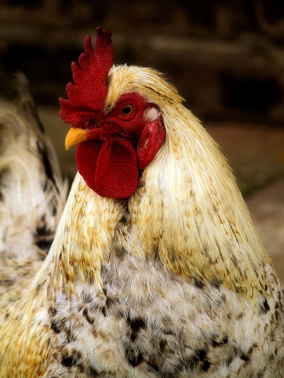 feathers, rooster, poultry, animal themes, livestock, domestic animals HD wallpaper