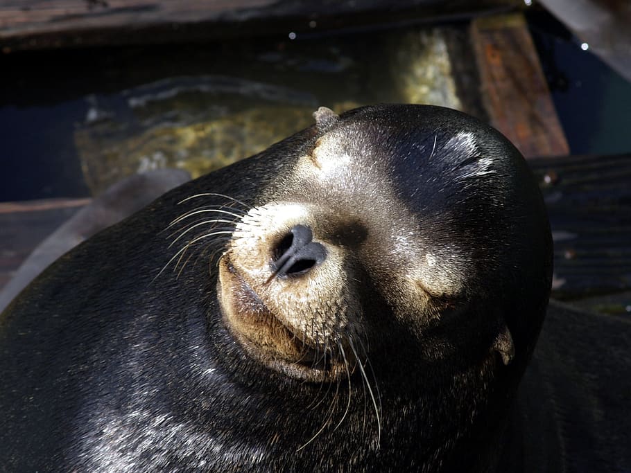 Seal, Animal, Pacific, Ocean, Mammal, wildlife, polar, zoo HD wallpaper