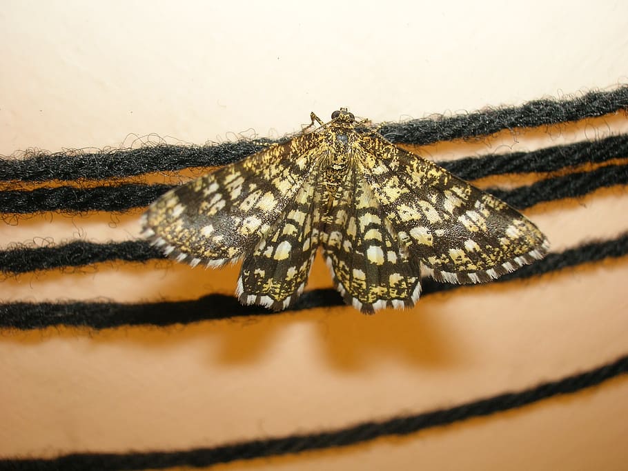 butterfly, moth, insect, close-up, animal wildlife, one animal HD wallpaper