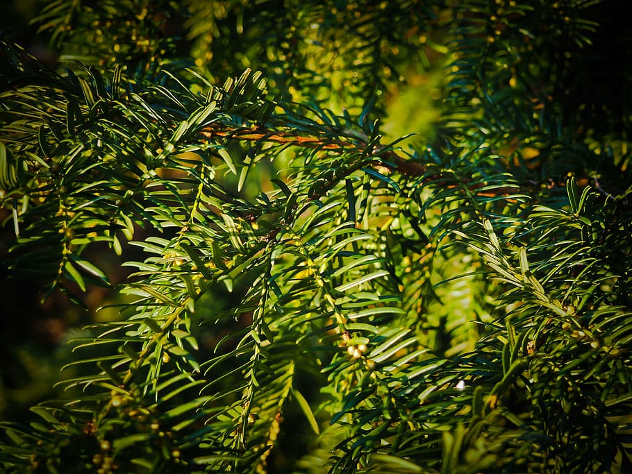 fir, branches, tannenzweig, pine needles, green, wood, forest HD wallpaper