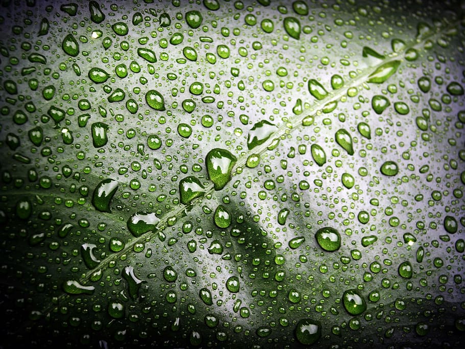 leaf, water, green, drop, background, natural, nature, fresh HD wallpaper