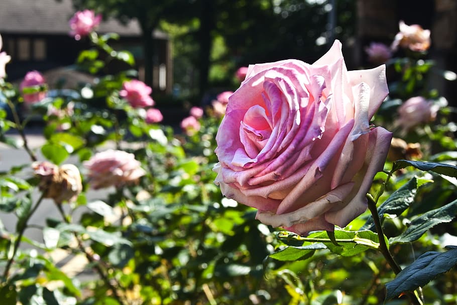 rose, flower, pink, macro, nature, roses, plant, green, stems HD wallpaper