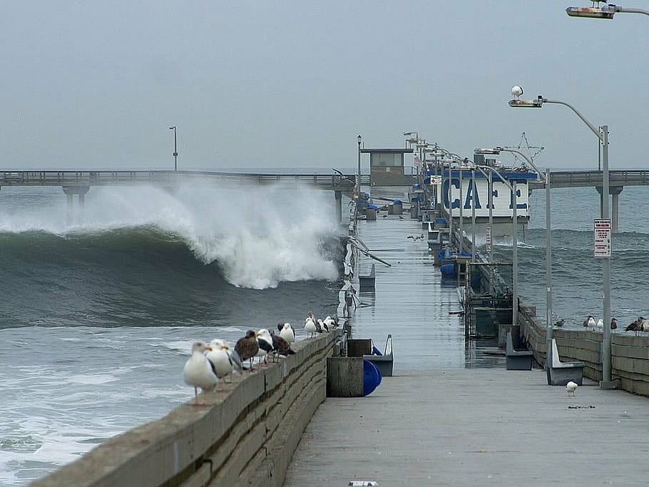 forward, storm, spray, pier, web, sea, ocean, wave, water, animal themes HD wallpaper
