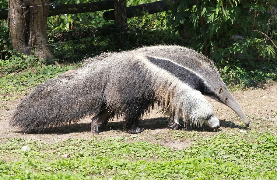 HD wallpaper: anteater, Vermilingua, animal wildlife, animals in the ...