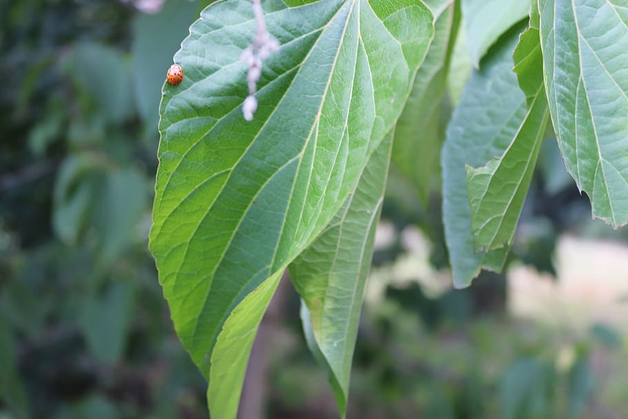 tree, foliage, plant, green, leaf, plant part, green color HD wallpaper
