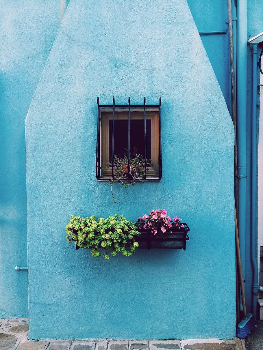 window with frame above green and pink petaled flower on floating shelf, window grill above pink and green plants mounted on wall HD wallpaper