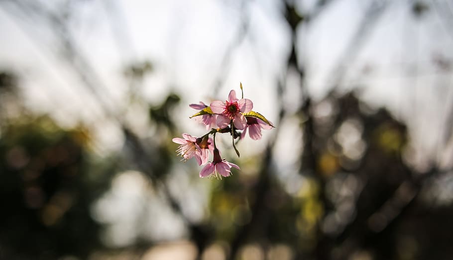shallow focus photography of pink flower, cherry blossom, nature HD wallpaper