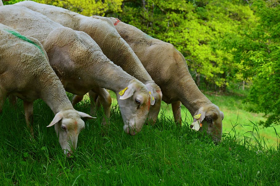 Sheep, Animal, Herd, grass, livestock, green color, grazing HD wallpaper