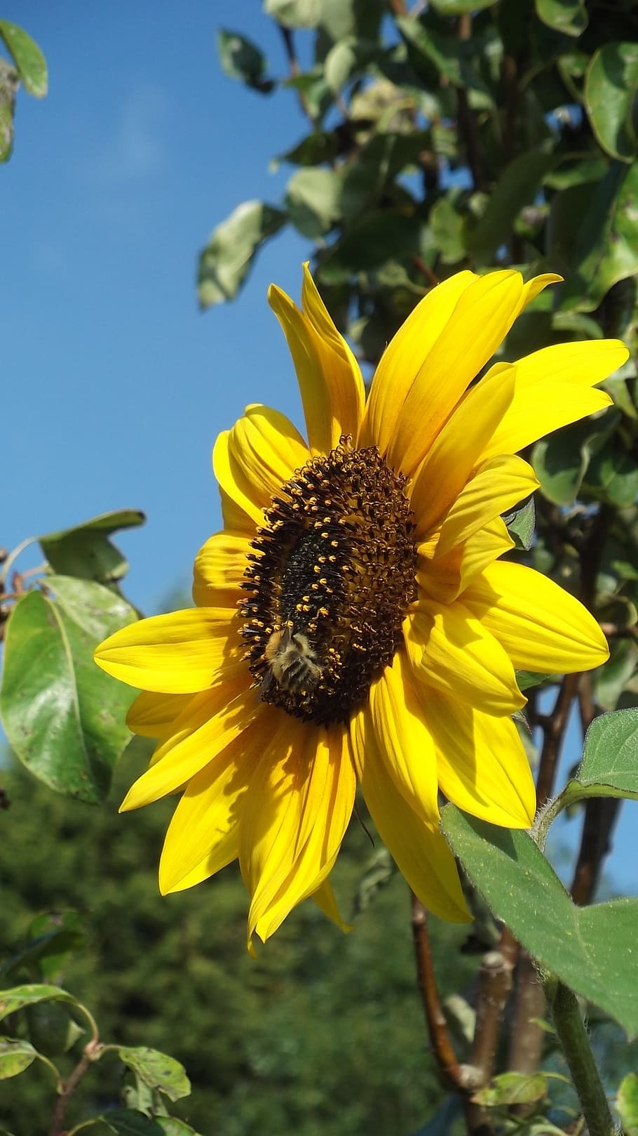 sunflower, bee, summer, flowering plant, yellow, fragility HD wallpaper