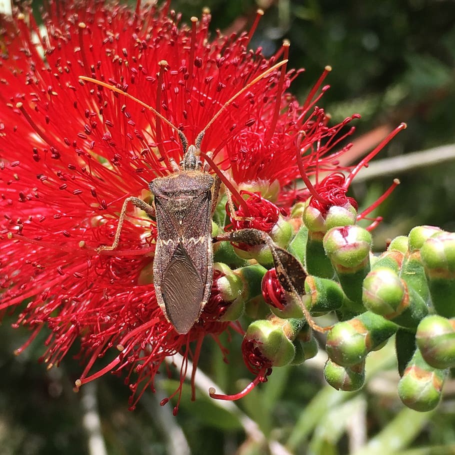 insect, red flower, pollen, nectar, natural, nature, macro HD wallpaper