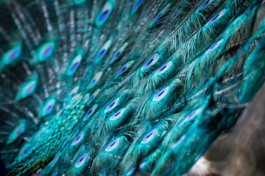 peacock, animals, feather, bird, blue, full frame, backgrounds HD wallpaper