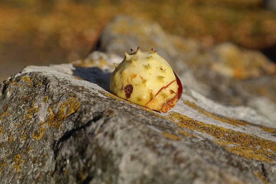 Chestnut, Sleeve, Shell, Prickly, green, stone, forest fruit HD wallpaper